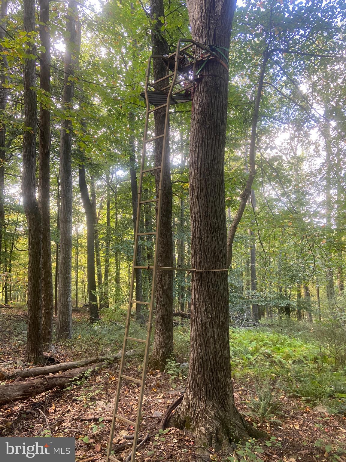8939 Hawbottom Road Middletown, MD 21769 - Photo 59 of 80 Hunting stand
