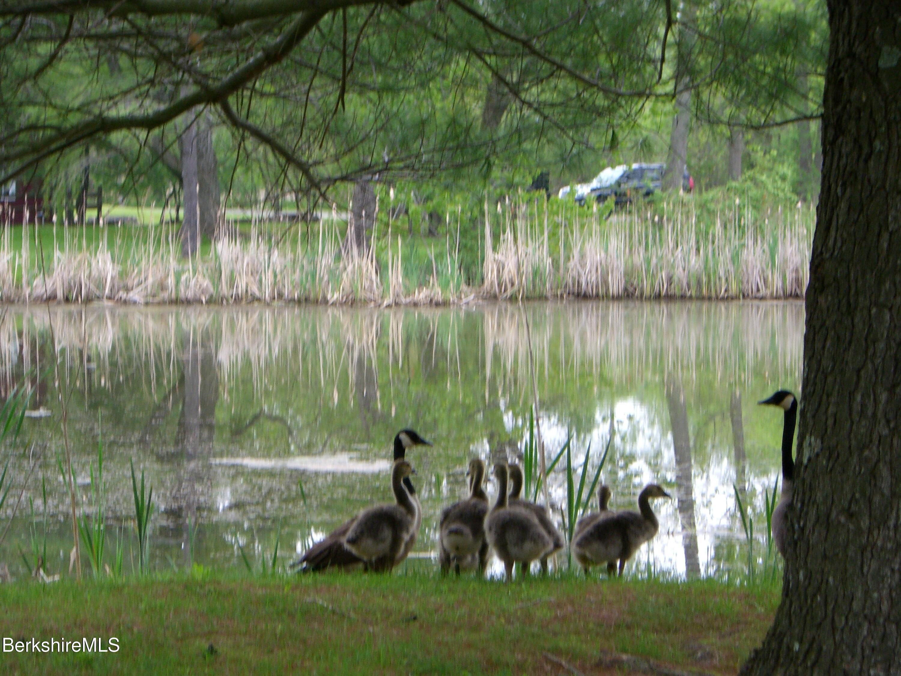 2 Wallace Road, Unit 2E Stockbridge, MA 01262 - Photo 41 of 50 Heron Pond geese 004
