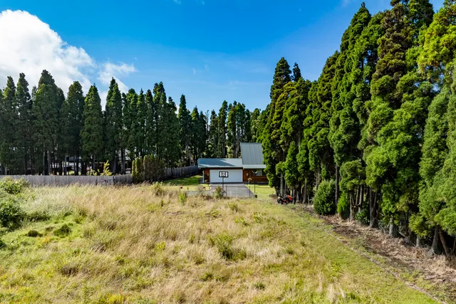 a view of a yard with large trees