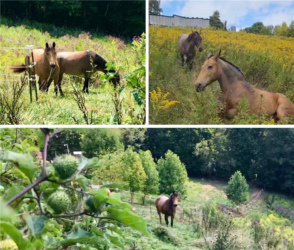 244 Flat Springs Road Elk Park, NC 28622 - Photo 15 of 25