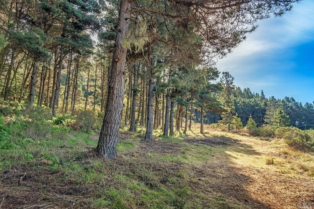 35995 Highway 1 The Sea Ranch, CA 95497 - Photo 4 of 11 a view of outdoor space with trees