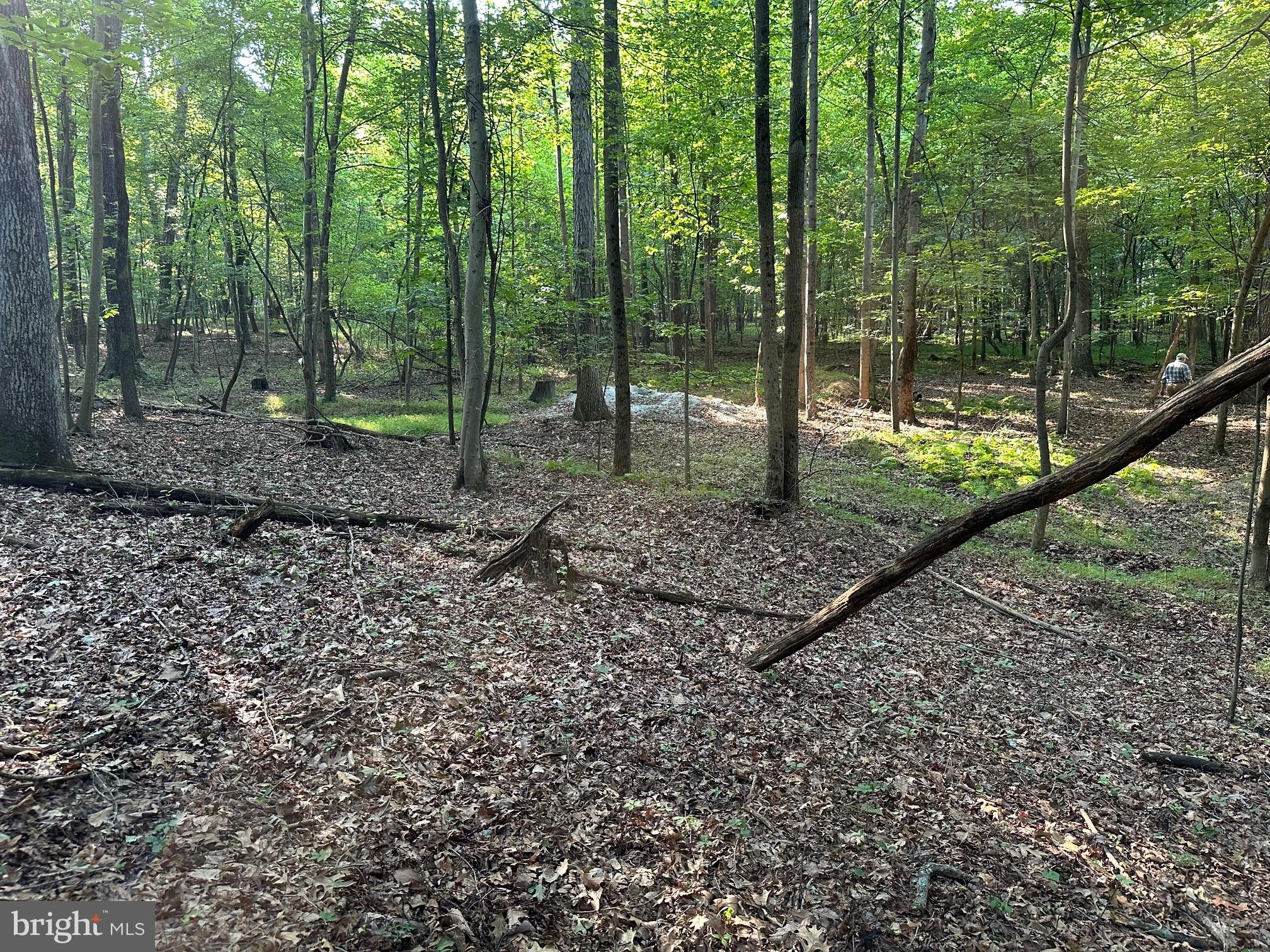 16418 Cedar Grove Road Sparks, MD 21152 - Photo 4 of 10 a view of a forest with trees