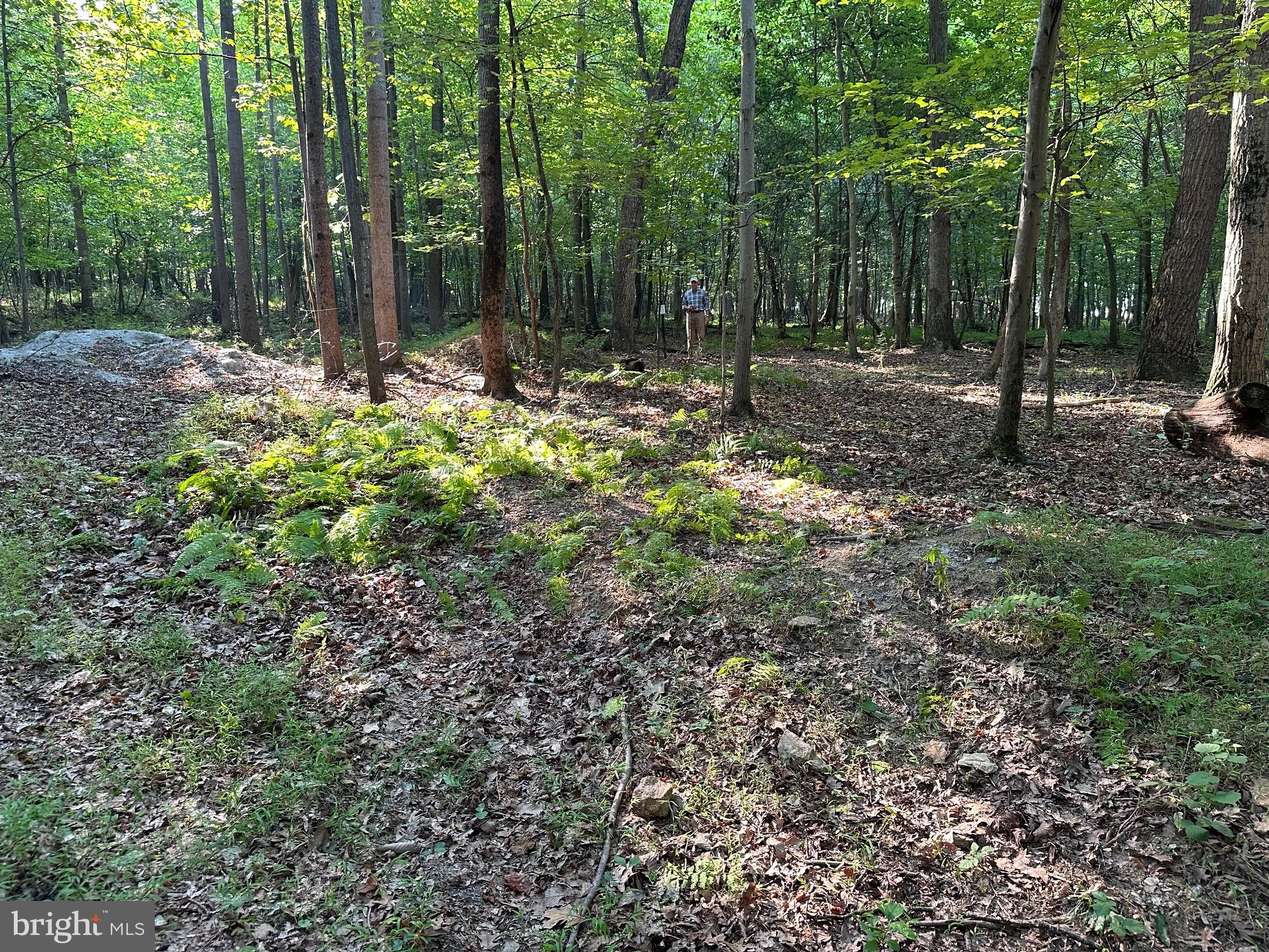 16418 Cedar Grove Road Sparks, MD 21152 - Photo 6 of 10 a view of outdoor space with trees