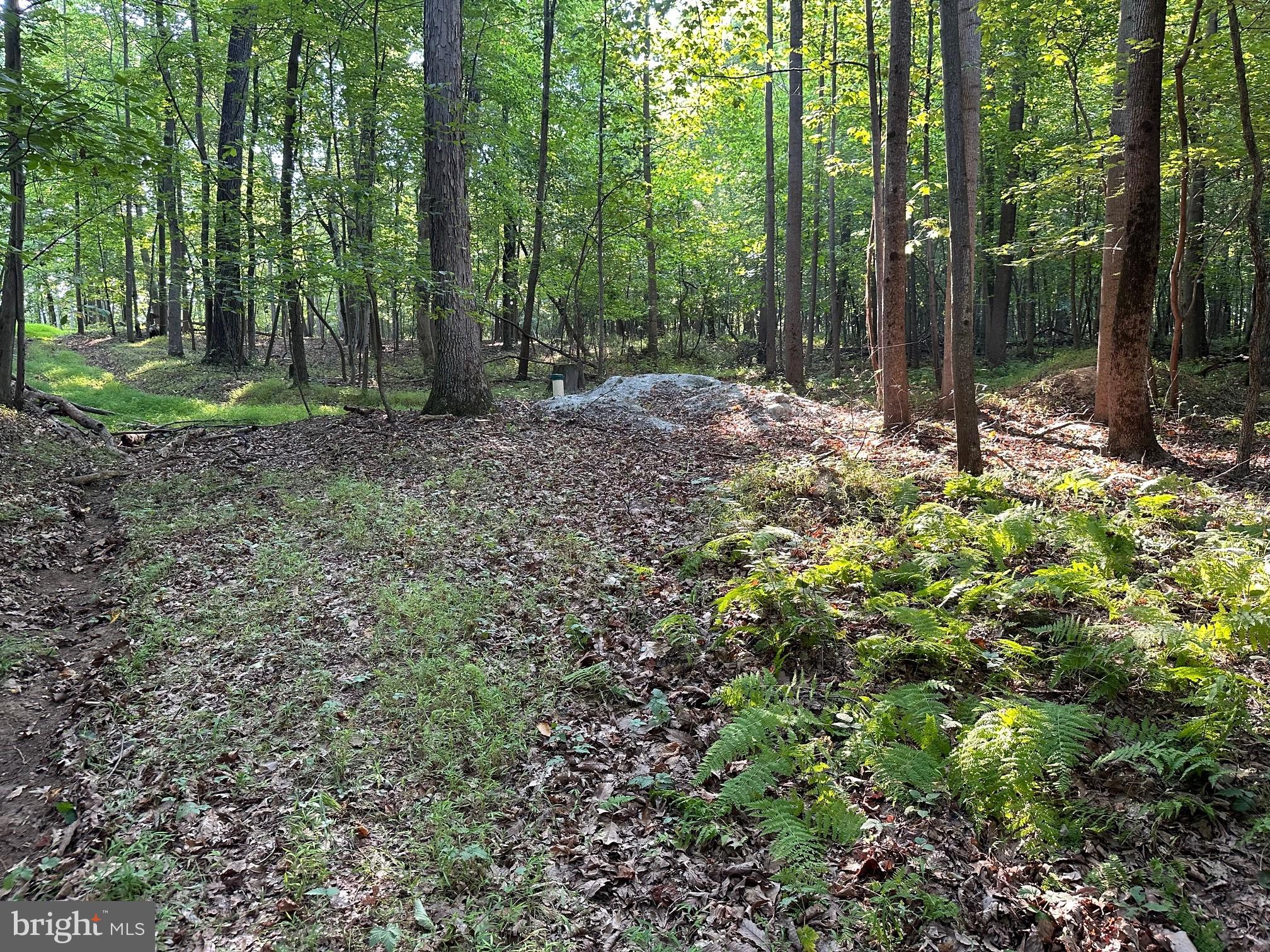 16418 Cedar Grove Road Sparks, MD 21152 - Photo 7 of 10 a view of outdoor space and trees