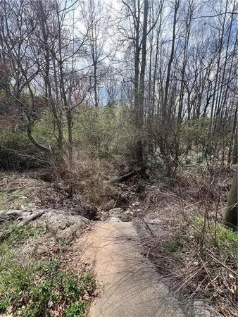 a view of a forest with trees