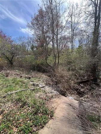 a view of a forest with trees in the background