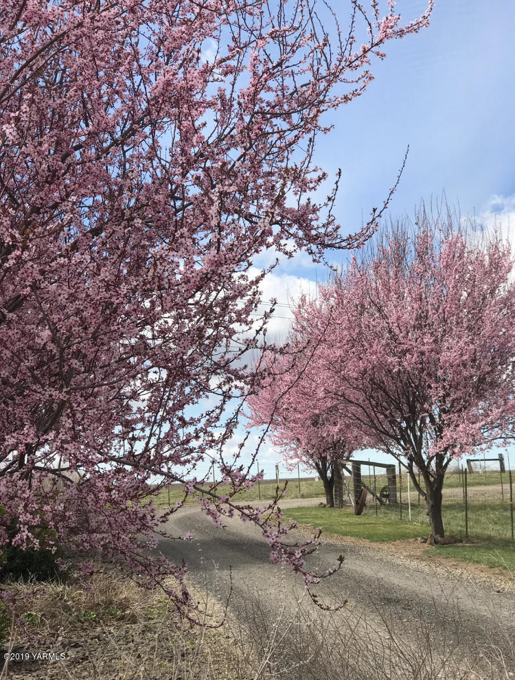 177 Division Road Zillah, WA 98953 - Photo 21 of 23 a backyard of a house with lots of green space