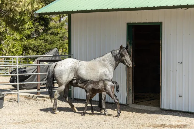 $2,600,000 | 35350 Hwy 36e Paynes Creek, Paynes Creek, CA 96075