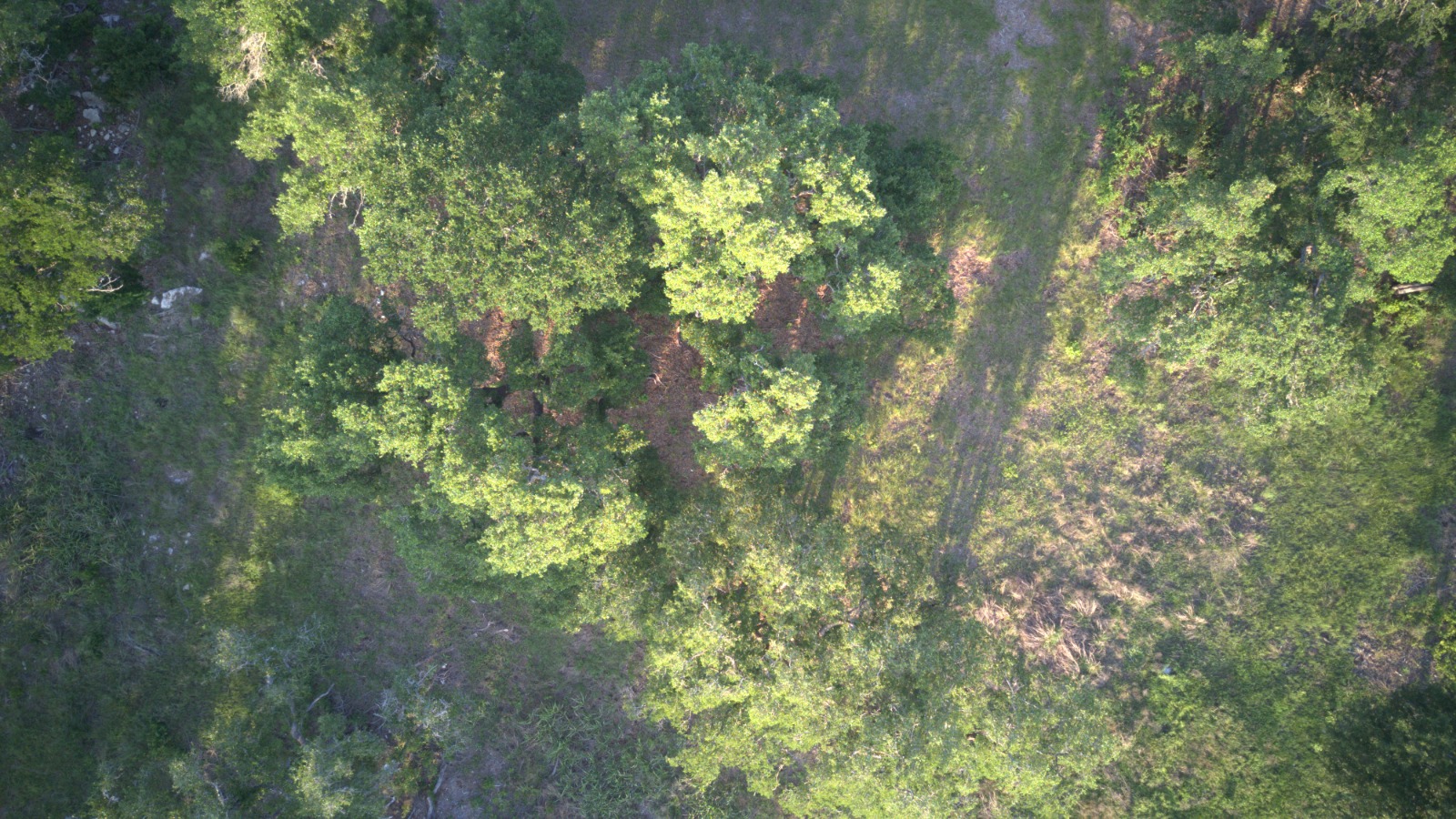 148 West Rio Ranch Road Liberty Hill, TX 78642 - Photo 5 of 11 a view of a tree in a yard