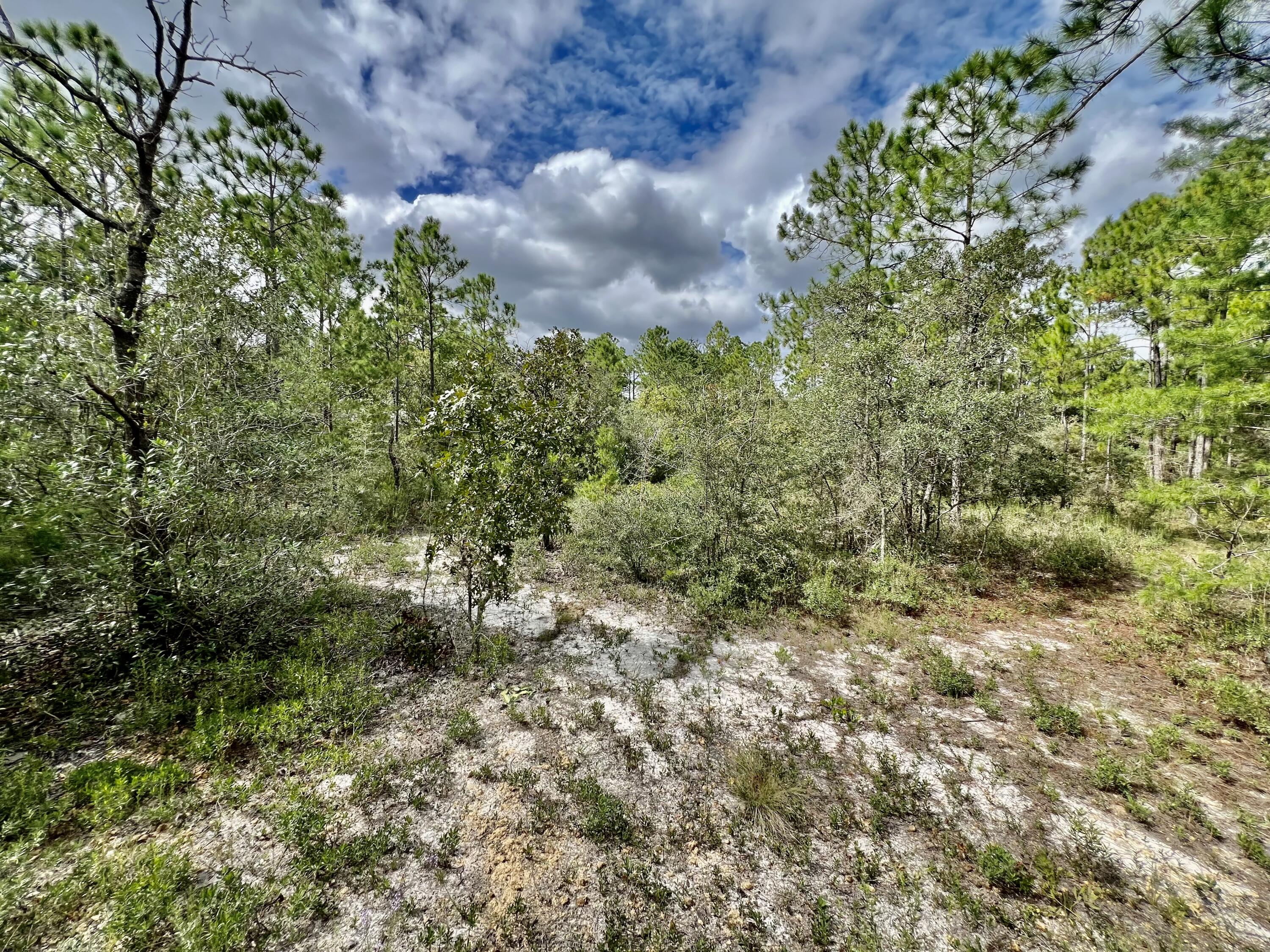 403 Don Graff Road Freeport, FL 32439 - Photo 33 of 34 a view of a bunch of trees and bushes