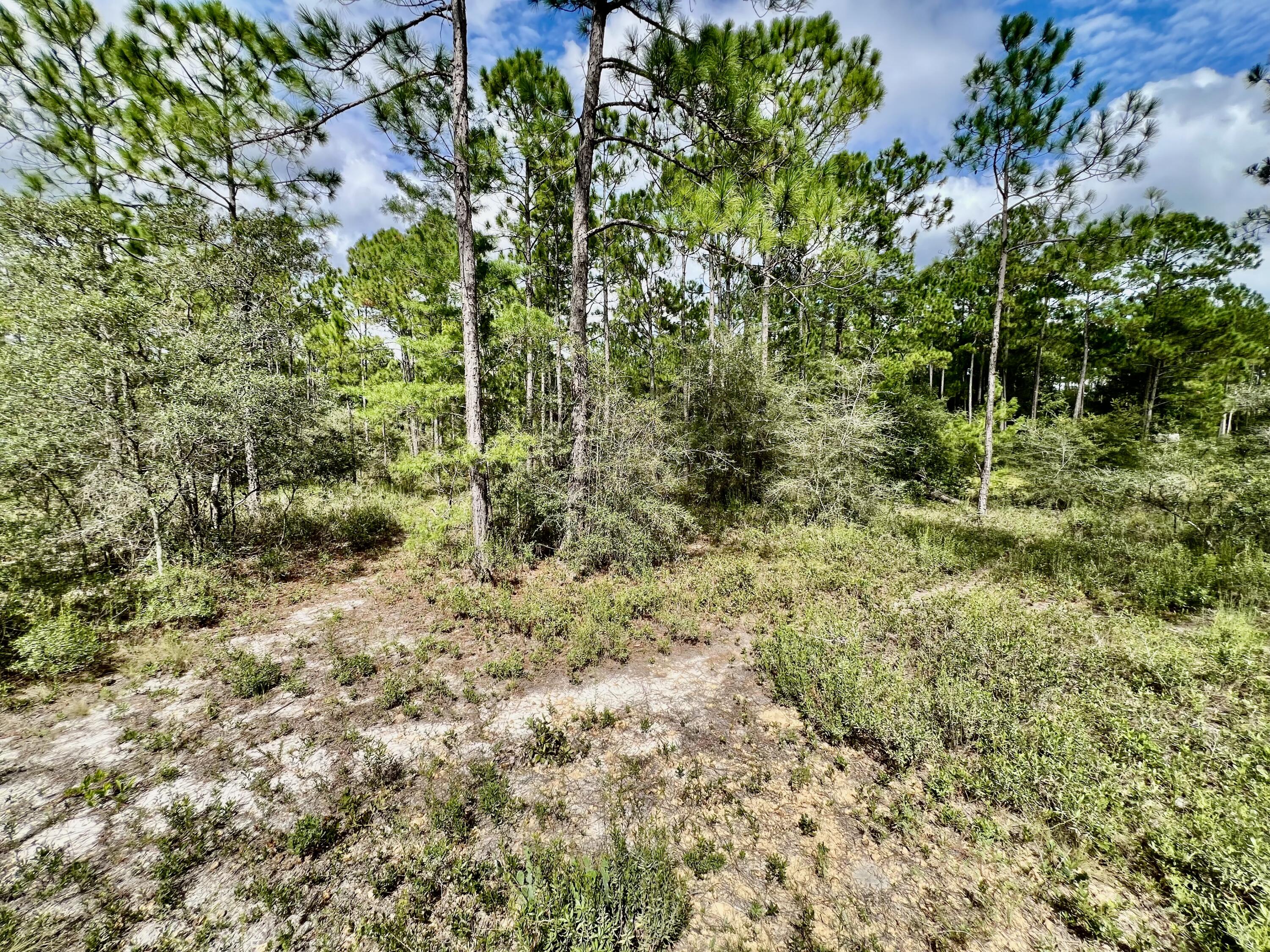 403 Don Graff Road Freeport, FL 32439 - Photo 34 of 34 a view of a plants of a house