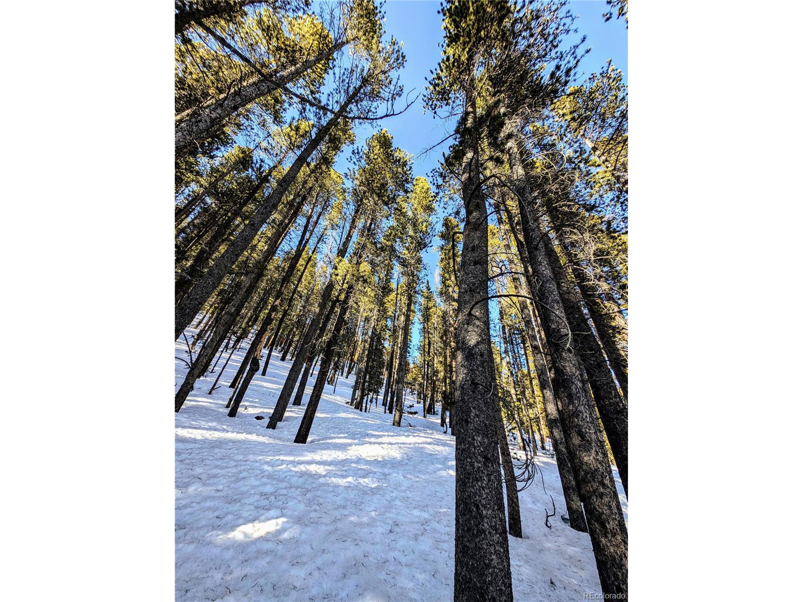 677 Alice Road Idaho Springs, CO 80452 - Photo 11 of 17 a view of outdoor space and yard