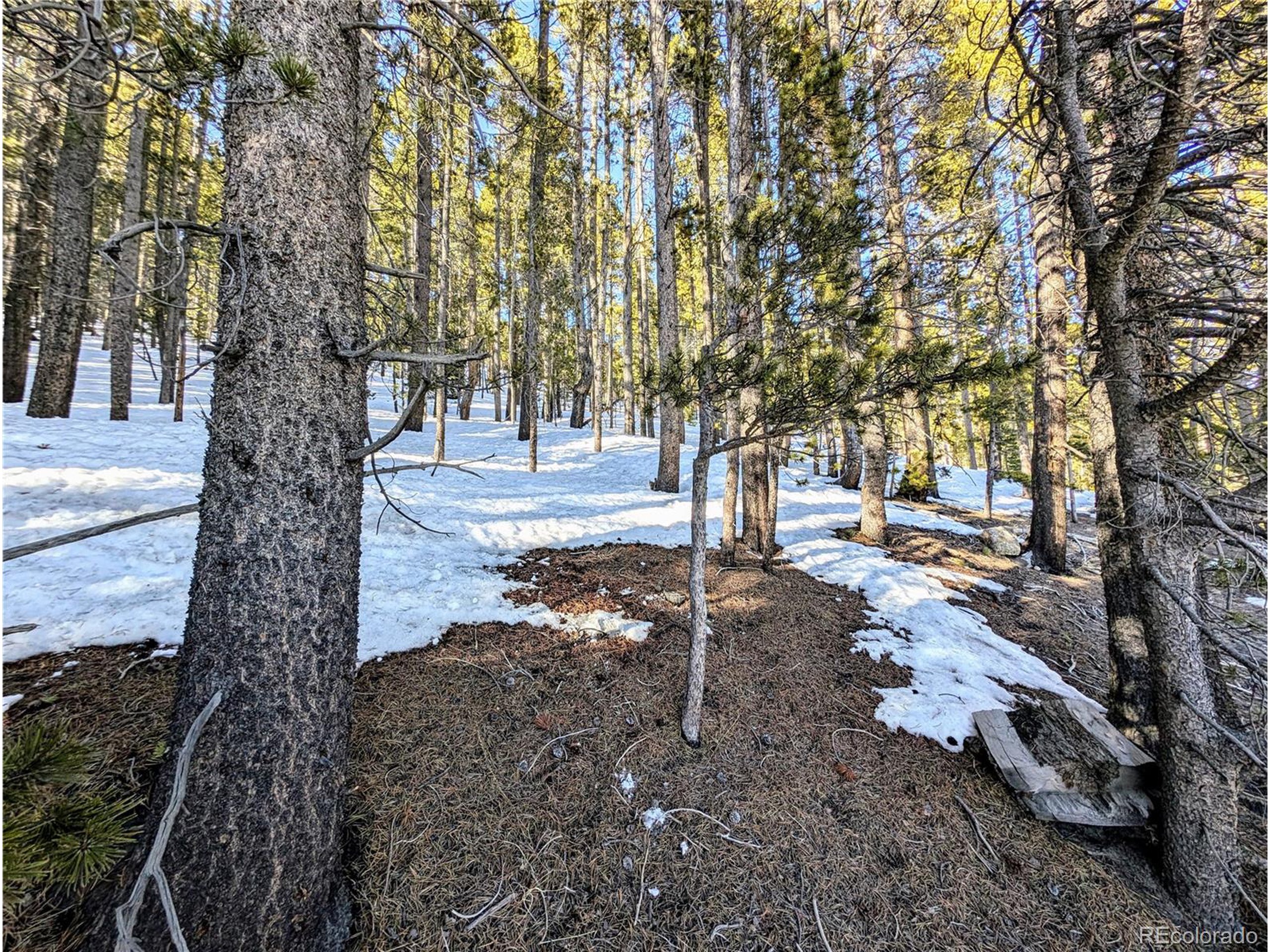 677 Alice Road Idaho Springs, CO 80452 - Photo 2 of 17 a view of a yard with trees
