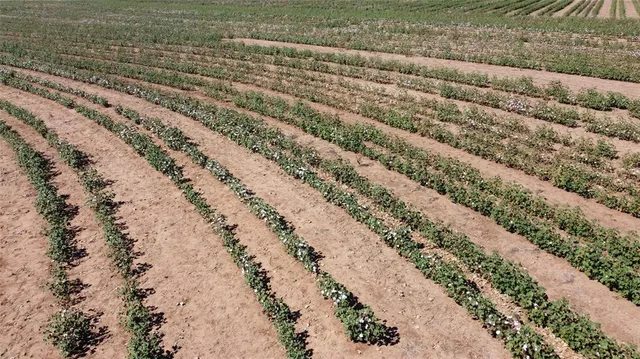a view of a yard with wooden fence