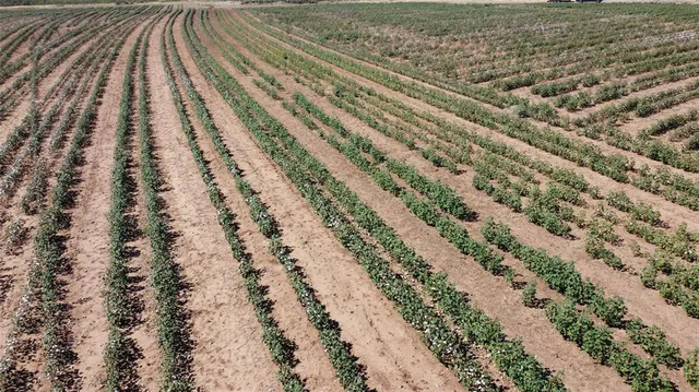 a view of backyard with wooden floor