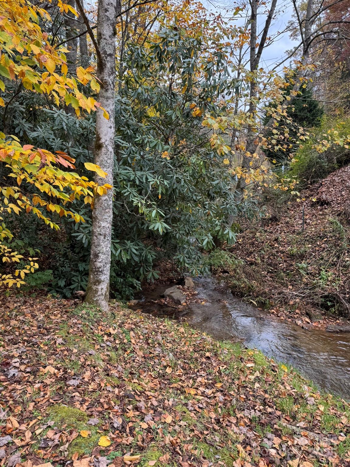 0 Pumpkintown Road Sylva, NC 28779 - Photo 6 of 11 a view of a yard with plants and trees