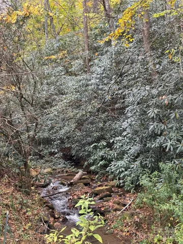 a view of a yard with a tree