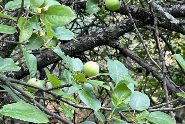 $120,000 | 0 Old Coach Road, Unit 4, Lyndonville, VT 05851