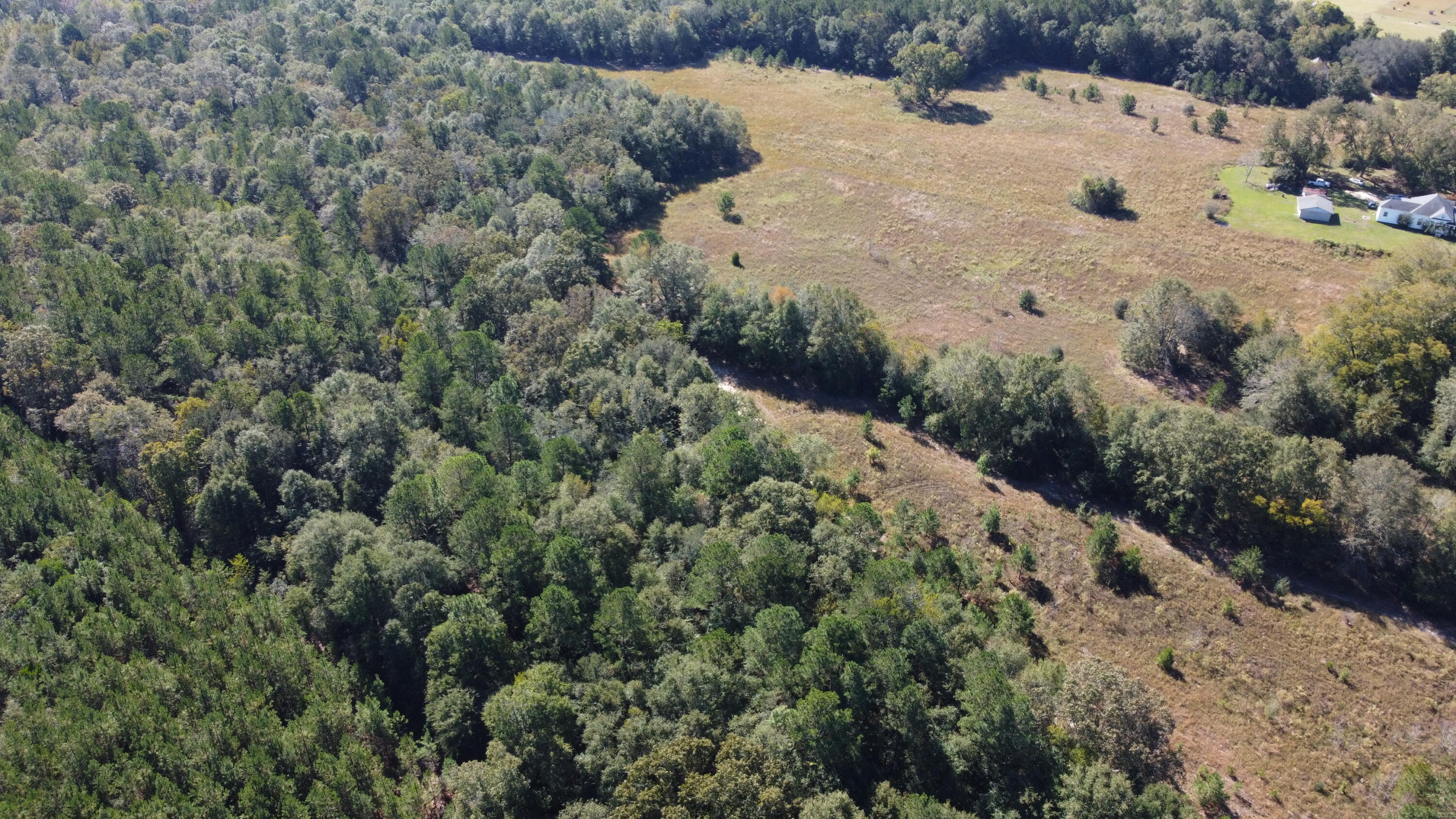 0 Jerusalem Branch Road Salley, SC 29137 - Photo 6 of 16