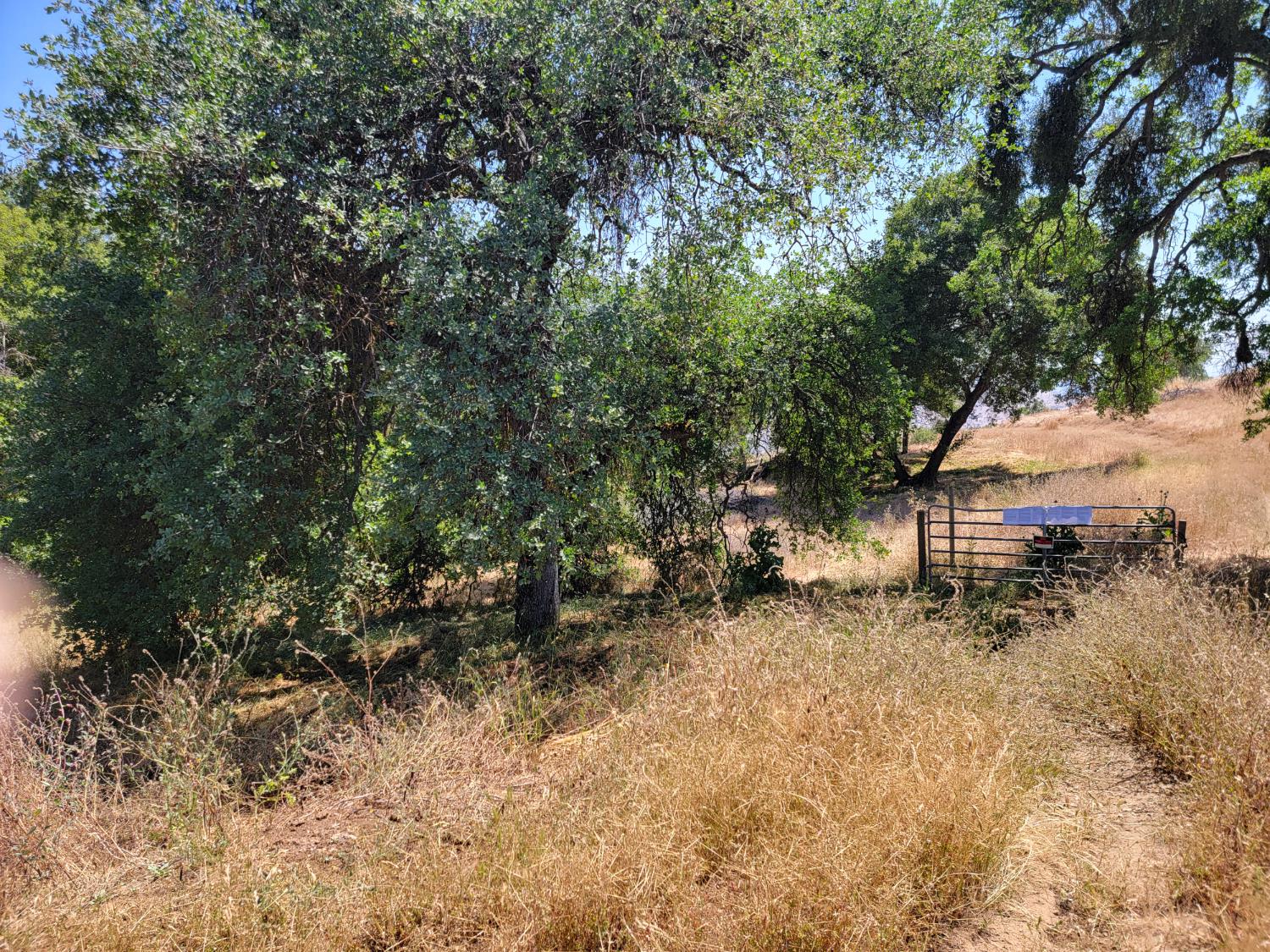 37041 Dunlap Road Squaw Valley, CA 93675 - Photo 9 of 24 a view of a yard with large trees