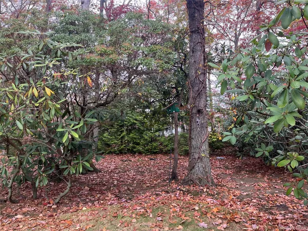 a view of a forest filled with trees