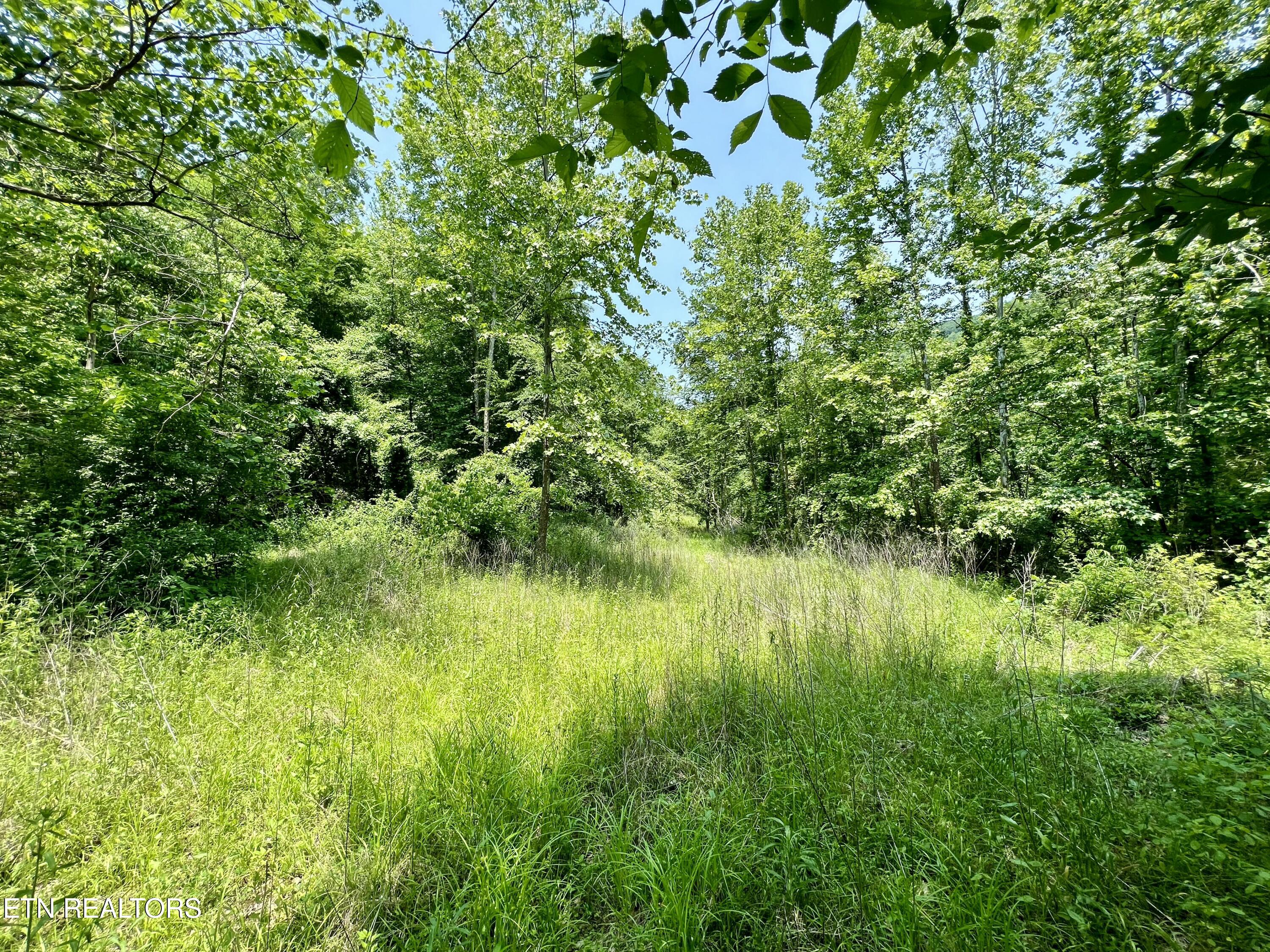 Wool Lane Newcomb, TN 37819 - Photo 20 of 59 tempImageCJSaQ4