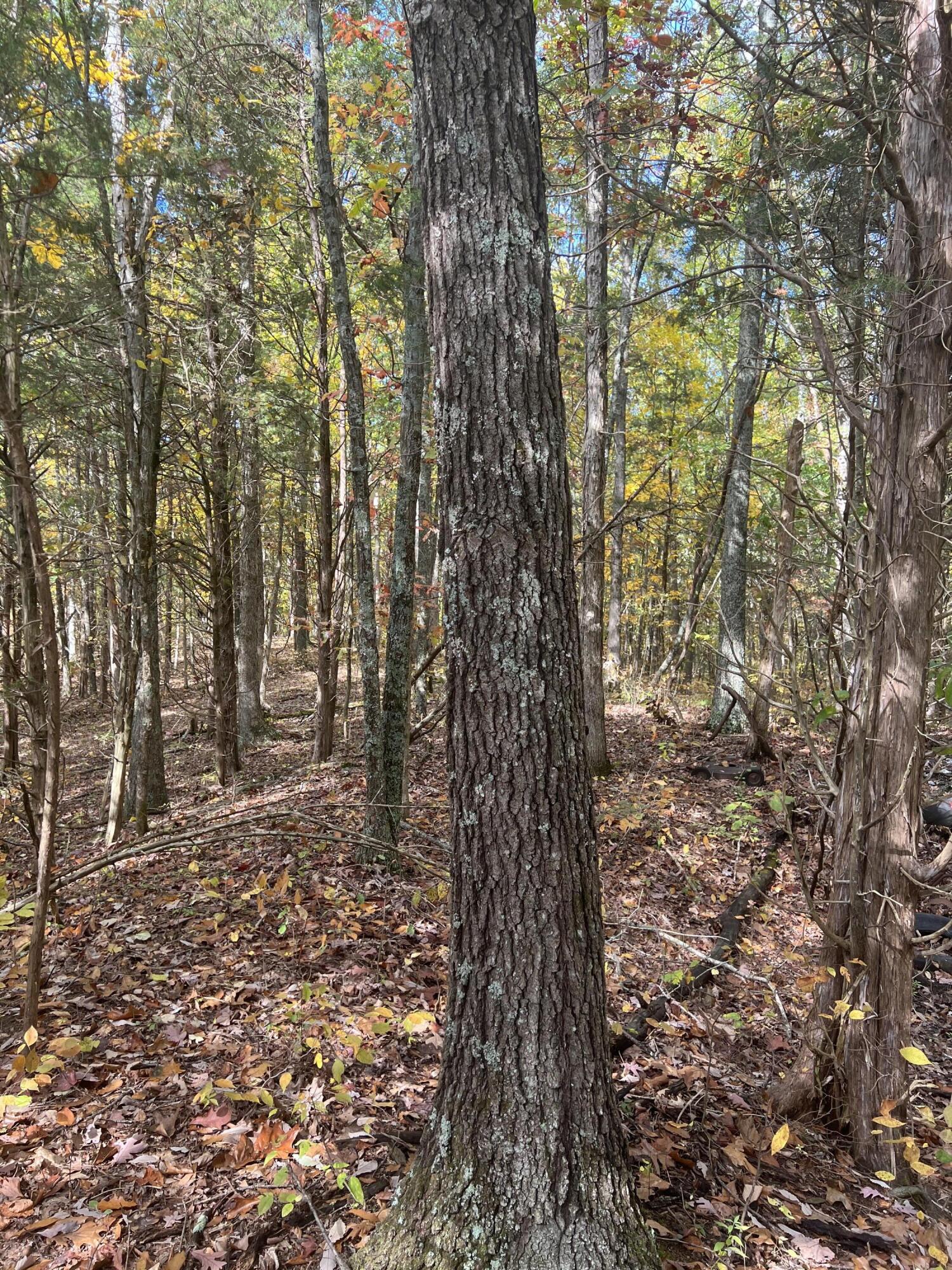 1 Plummer Road Stamping Ground, KY 40379 - Photo 11 of 12 image_123927839a