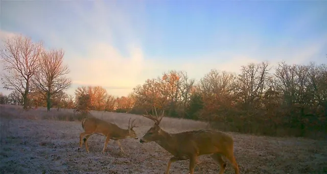 a view of a backyard with table and chairs