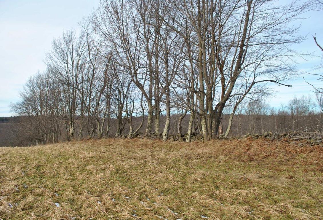 184 Campo Road Jefferson, NY 12093 - Photo 42 of 54