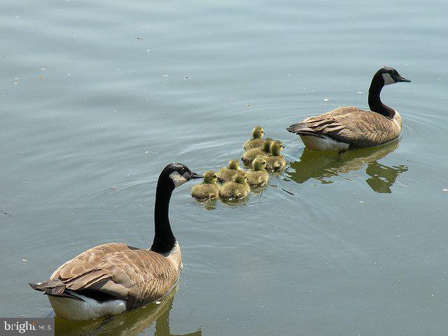 19115 Roman Way Montgomery Village, MD 20886 - Photo 62 of 67 Lake Whetstone has lots of wildlife