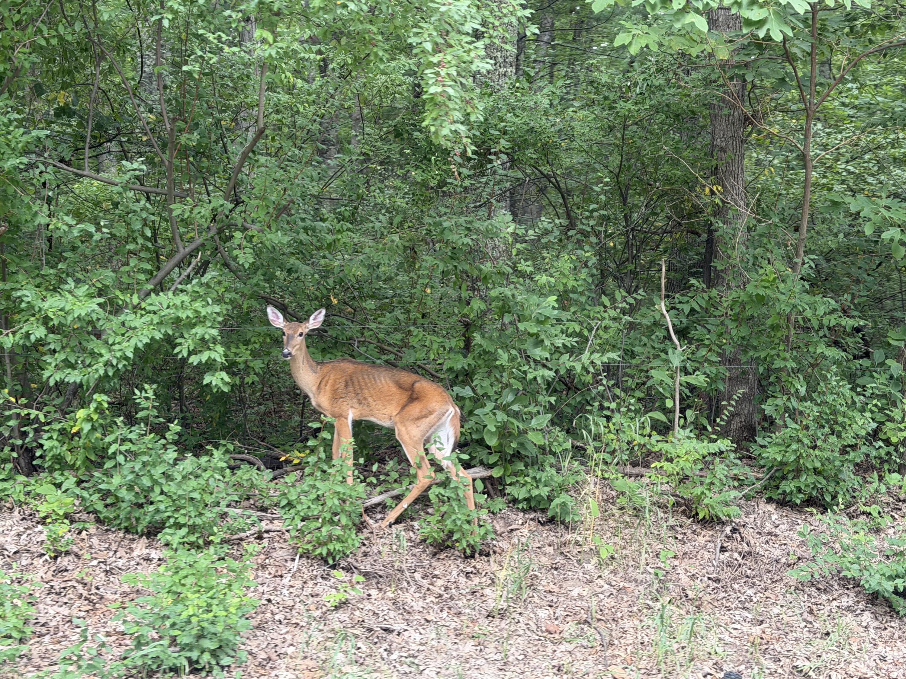 2122 North Mieras Road Irons, MI 49644 - Photo 14 of 14 IMG_2182