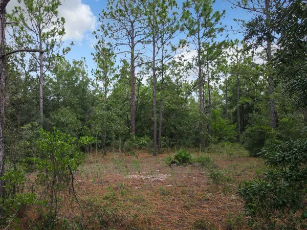 a view of a forest with trees in the background