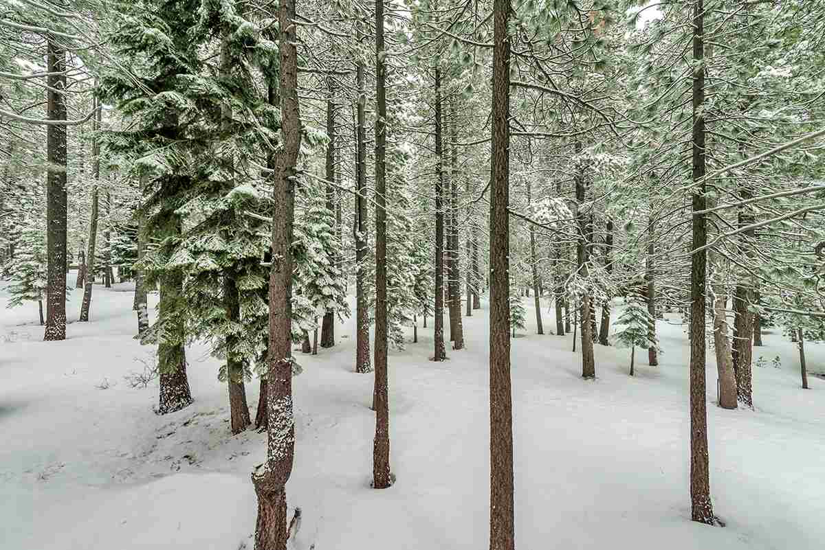 11780 Oslo Drive Truckee, CA 96161 - Photo 14 of 21 a view of outdoor space with lots of trees