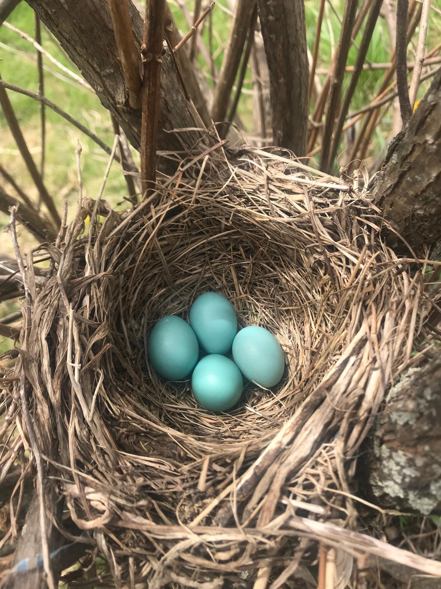 1242 Clinton Avenue Waterville, ME 04901 - Photo 56 of 69 Wildlife