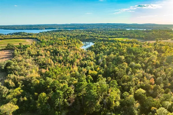 a view of a forest