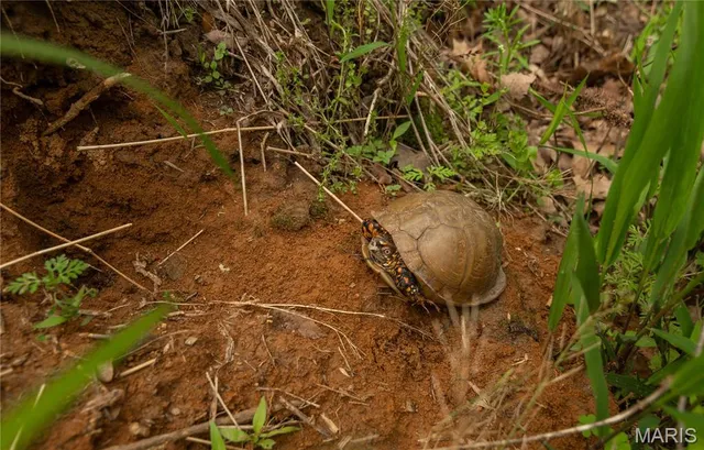 $340,000 | 123 Bush Drive, Zalma, MO 63787