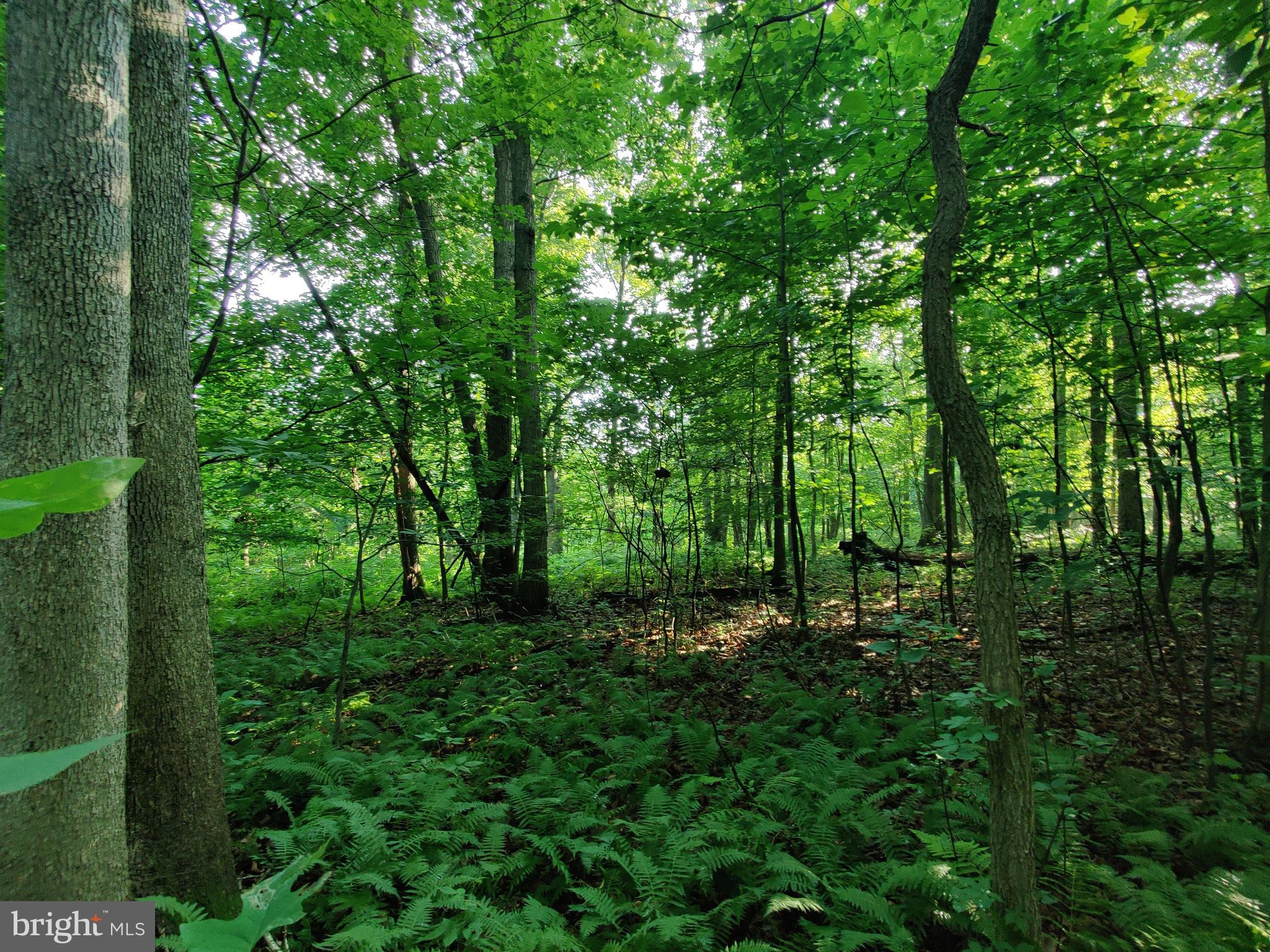 0 Black Road Coatesville, PA 19320 - Photo 8 of 17