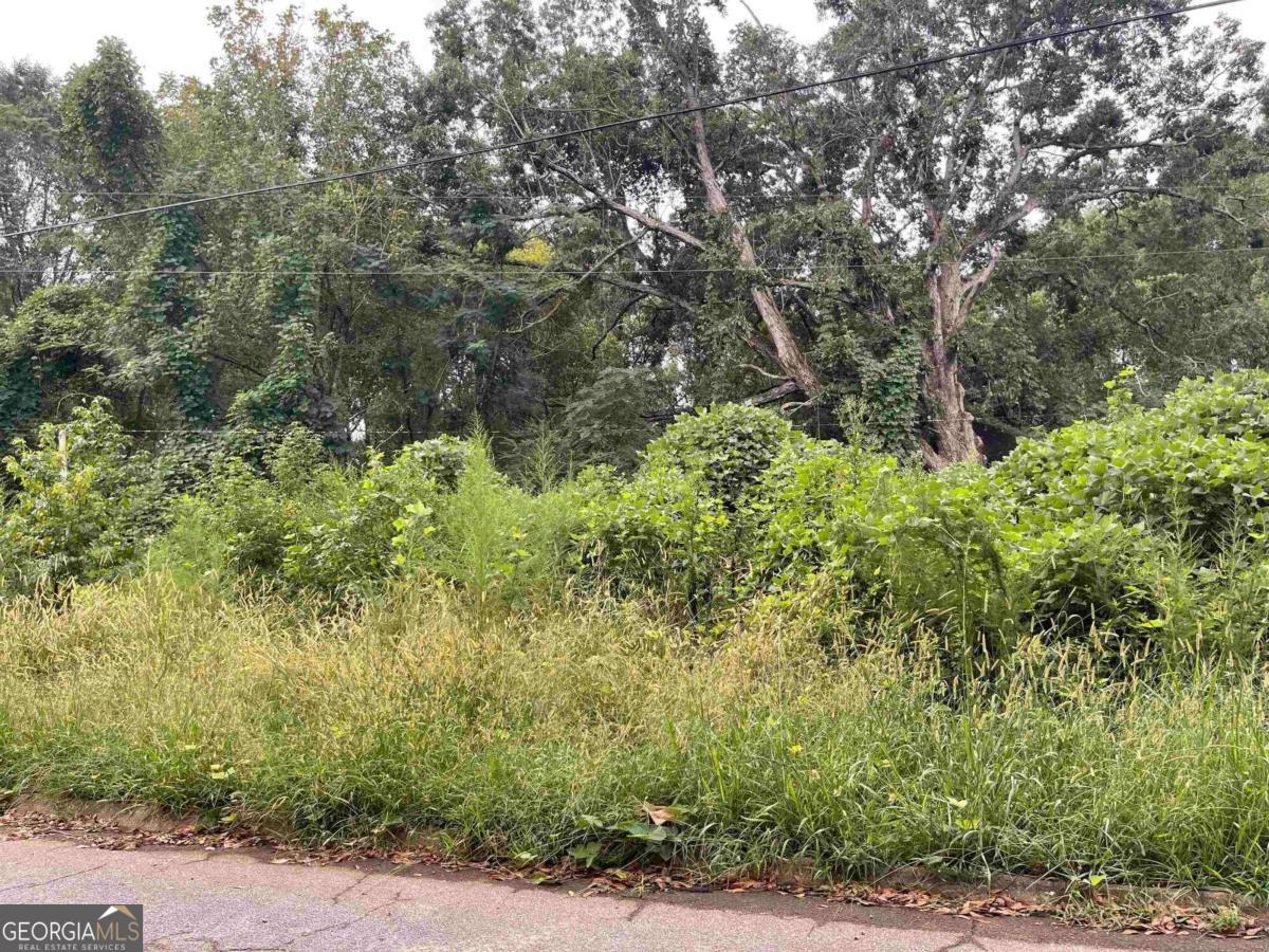 a view of a yard with plants and large trees