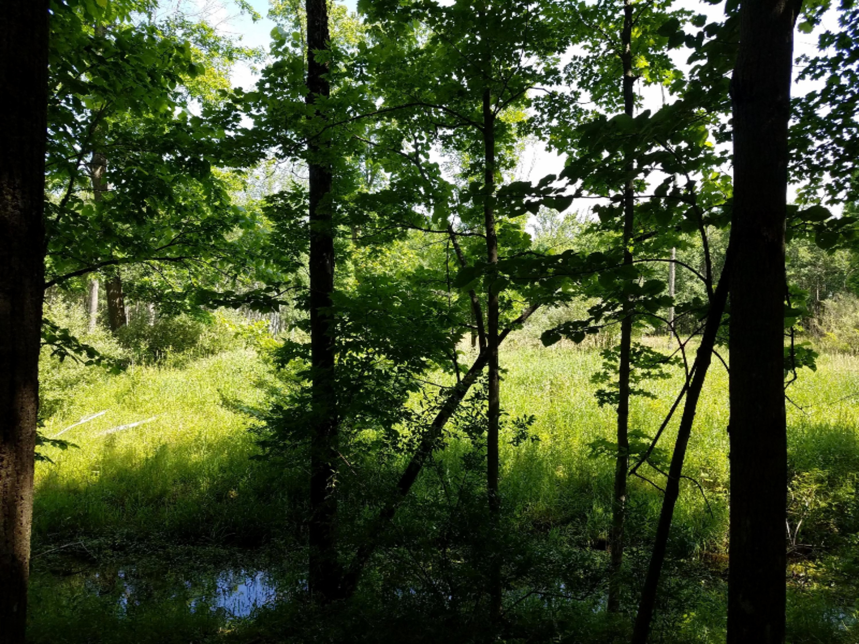 0 North Ordway Road Free Soil, MI 49411 - Photo 12 of 28 20170627_112113