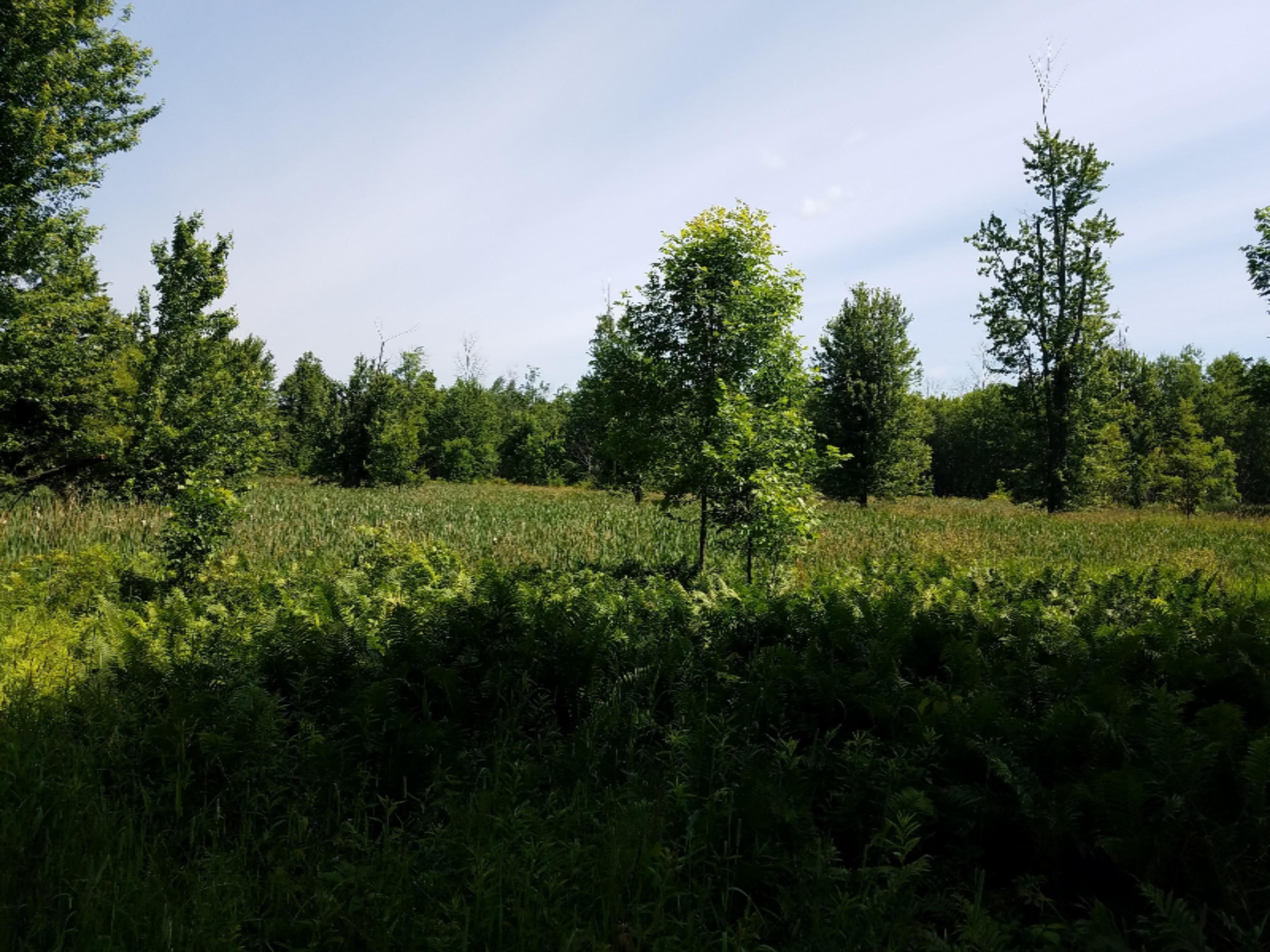 0 North Ordway Road Free Soil, MI 49411 - Photo 21 of 28 20170627_114303