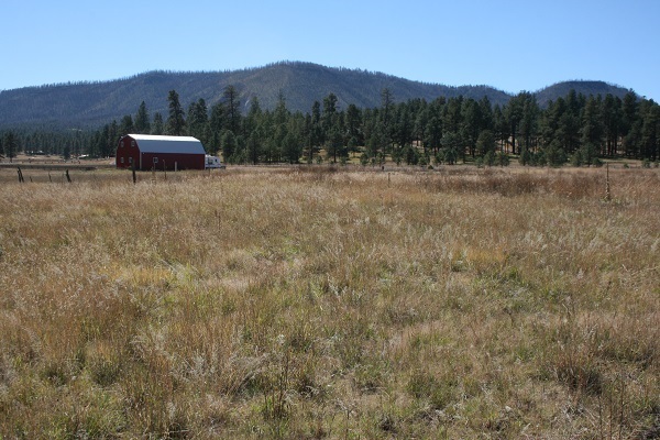 Cr 2111 Alpine, AZ 85920 - Photo 14 of 16 a view of a backyard