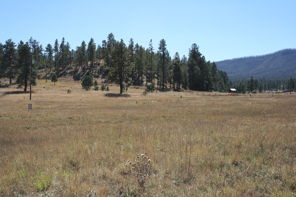 Cr 2111 Alpine, AZ 85920 - Photo 5 of 16 a view of dirt yard with mountain and trees