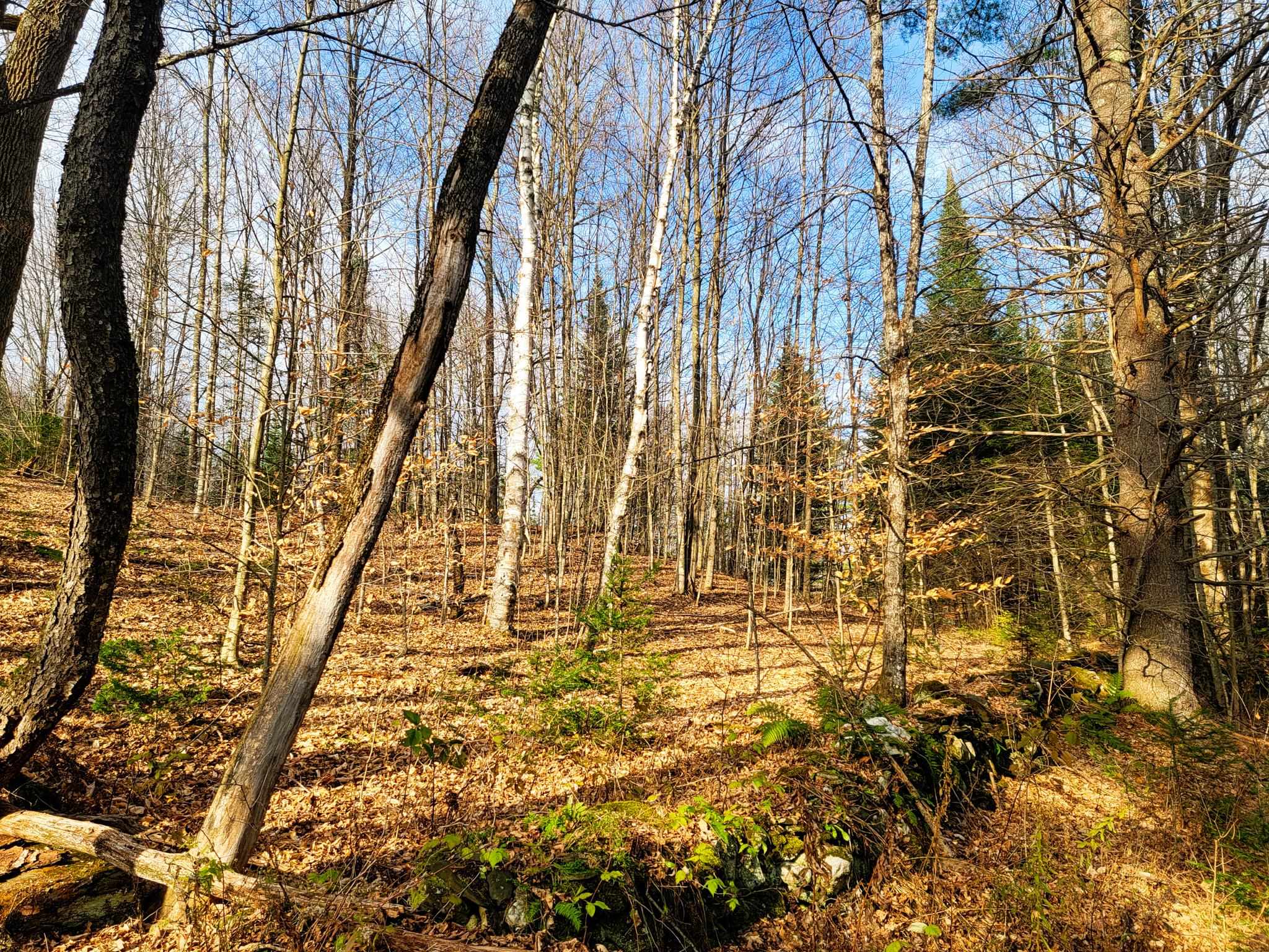 3195 Cabot Road Woodbury, VT 05647 - Photo 25 of 40 Gallery Image 25