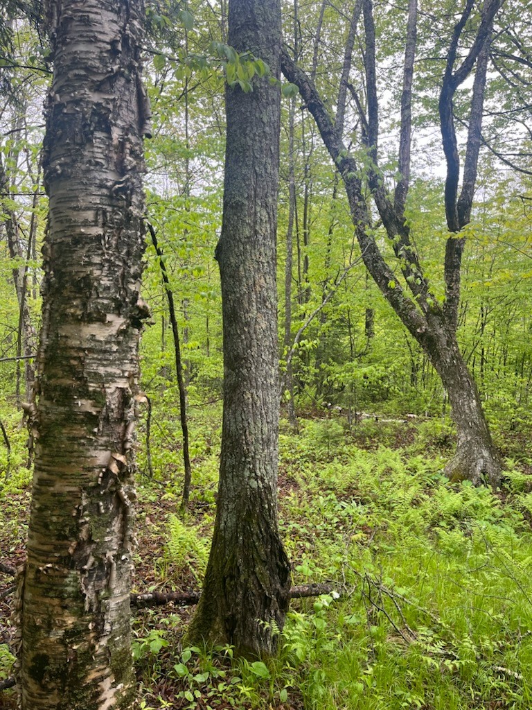 Lot 2 Delap Lane Couderay, WI 54828 - Photo 10 of 14