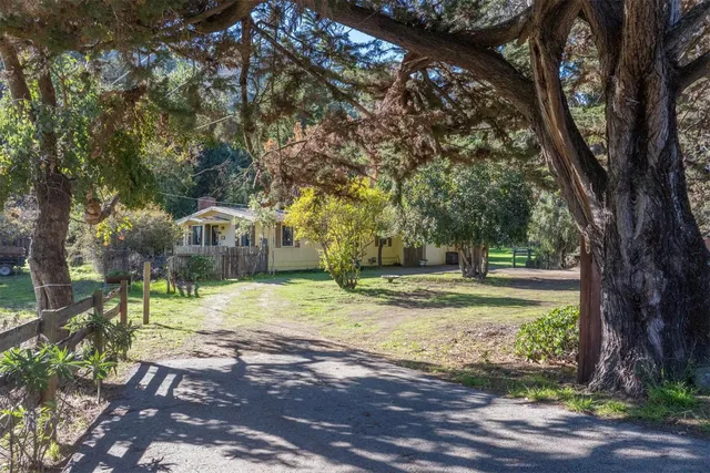 a view of a yard with plants and trees