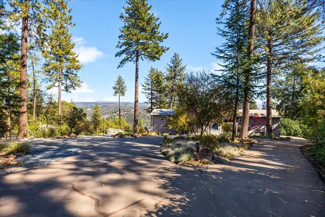 a view of a yard with plants and large trees