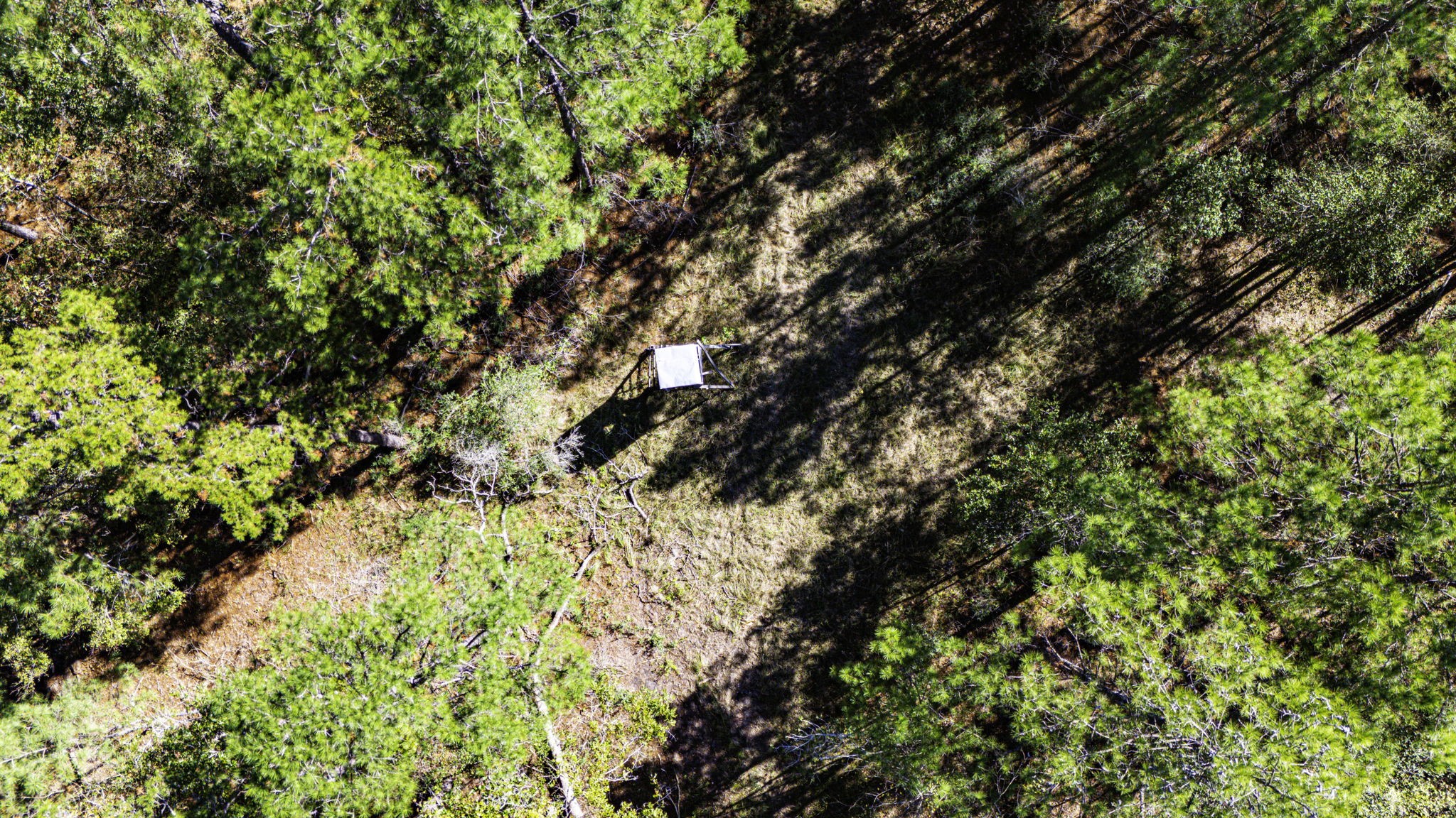 34 Magnolia Ranch Road Onalaska, TX 77360 - Photo 10 of 10 a view of tree