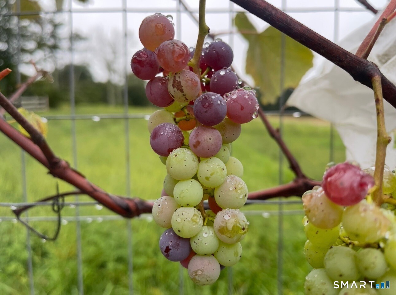 12 Jackson Road Killingworth, CT 06419 - Photo 39 of 40 Grow your own grapes to enjoy all summer long.