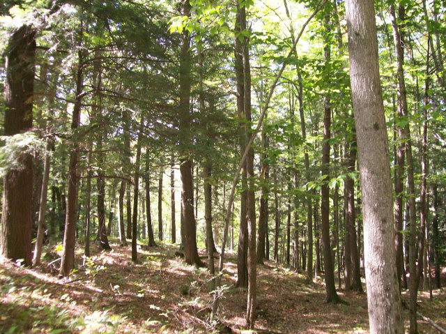0 Groome Road Keene Valley, NY 12943 - Photo 5 of 7 Gallery Image 5