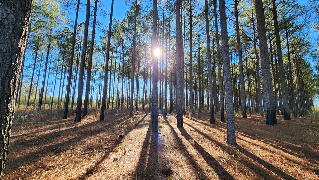 20-acres Hudson Road Columbia, AL 36319 - Photo 33 of 40